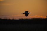 Czapla siwa, Ardea cinerea