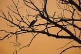 Czapla siwa, Ardea cinerea