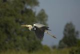 Czapla siwa, Ardea cinerea