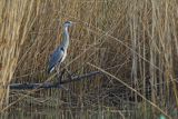 Czapla siwa, Ardea cinerea