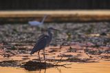 Czapla siwa, Ardea cinerea