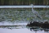 Czapla siwa, Ardea cinerea