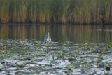 Czapla siwa, Ardea cinerea