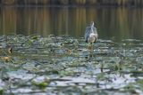 Czapla siwa, Ardea cinerea