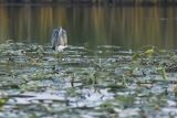 Czapla siwa, Ardea cinerea