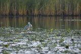 Czapla siwa, Ardea cinerea