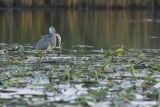 Czapla siwa, Ardea cinerea