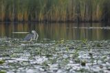 Czapla siwa, Ardea cinerea