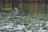 Czapla siwa, Ardea cinerea