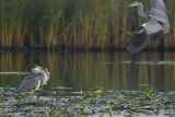 Czapla siwa, Ardea cinerea