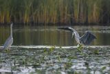 Czapla siwa, Ardea cinerea