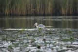 Czapla siwa, Ardea cinerea