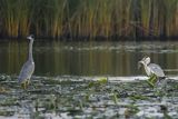 Czapla siwa, Ardea cinerea