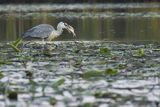 Czapla siwa, Ardea cinerea