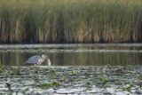 Czapla siwa, Ardea cinerea