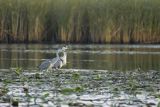 Czapla siwa, Ardea cinerea