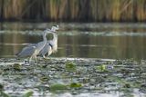 Czapla siwa, Ardea cinerea