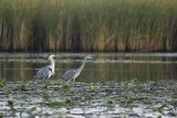 Czapla siwa, Ardea cinerea