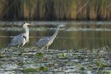 Czapla siwa, Ardea cinerea