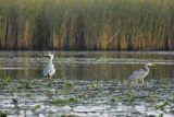 Czapla siwa, Ardea cinerea