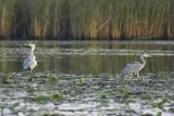 Czapla siwa, Ardea cinerea