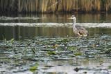 Czapla siwa, Ardea cinerea