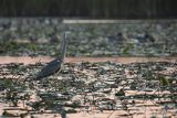 Czapla siwa, Ardea cinerea