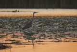 Czapla siwa, Ardea cinerea