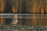 Czapla siwa, Ardea cinerea