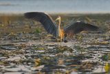 Czapla siwa, Ardea cinerea