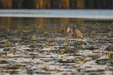 Czapla siwa, Ardea cinerea