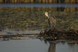 Czapla siwa, Ardea cinerea