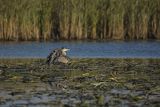 Czapla siwa, Ardea cinerea