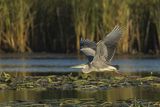 Czapla siwa, Ardea cinerea