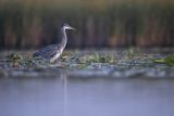 Czapla siwa, Ardea cinerea