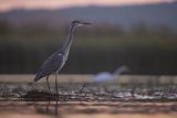 Czapla siwa, Ardea cinerea