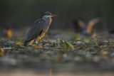 Czapla siwa, Ardea cinerea