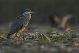 Czapla siwa, Ardea cinerea