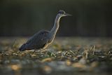 Czapla siwa, Ardea cinerea