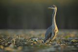 Czapla siwa, Ardea cinerea