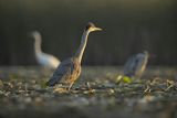 Czapla siwa, Ardea cinerea