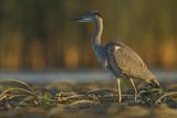 Czapla siwa, Ardea cinerea