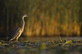 Czapla siwa, Ardea cinerea