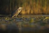 Czapla siwa, Ardea cinerea