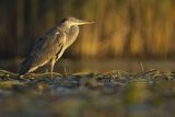 Czapla siwa, Ardea cinerea