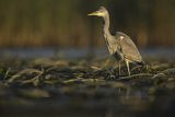 Czapla siwa, Ardea cinerea