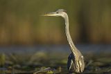 Czapla siwa, Ardea cinerea