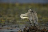 Czapla siwa, Ardea cinerea