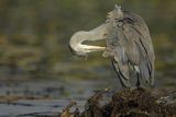 Czapla siwa, Ardea cinerea