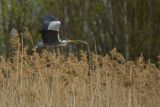 Czapla siwa, Ardea cinerea